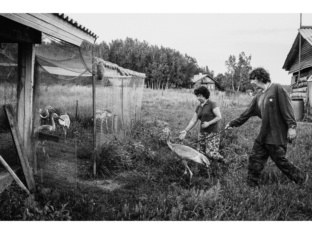 Bird Story. Misha Domozhilov photographer