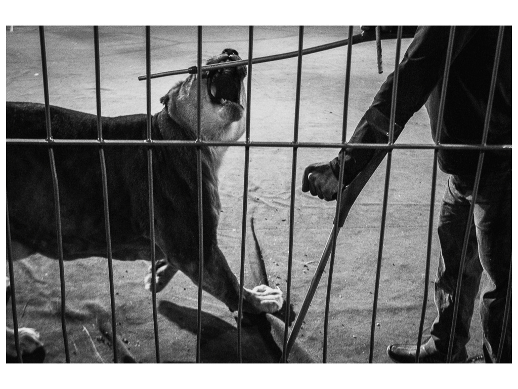 Cage. Misha Domozhilov photographer