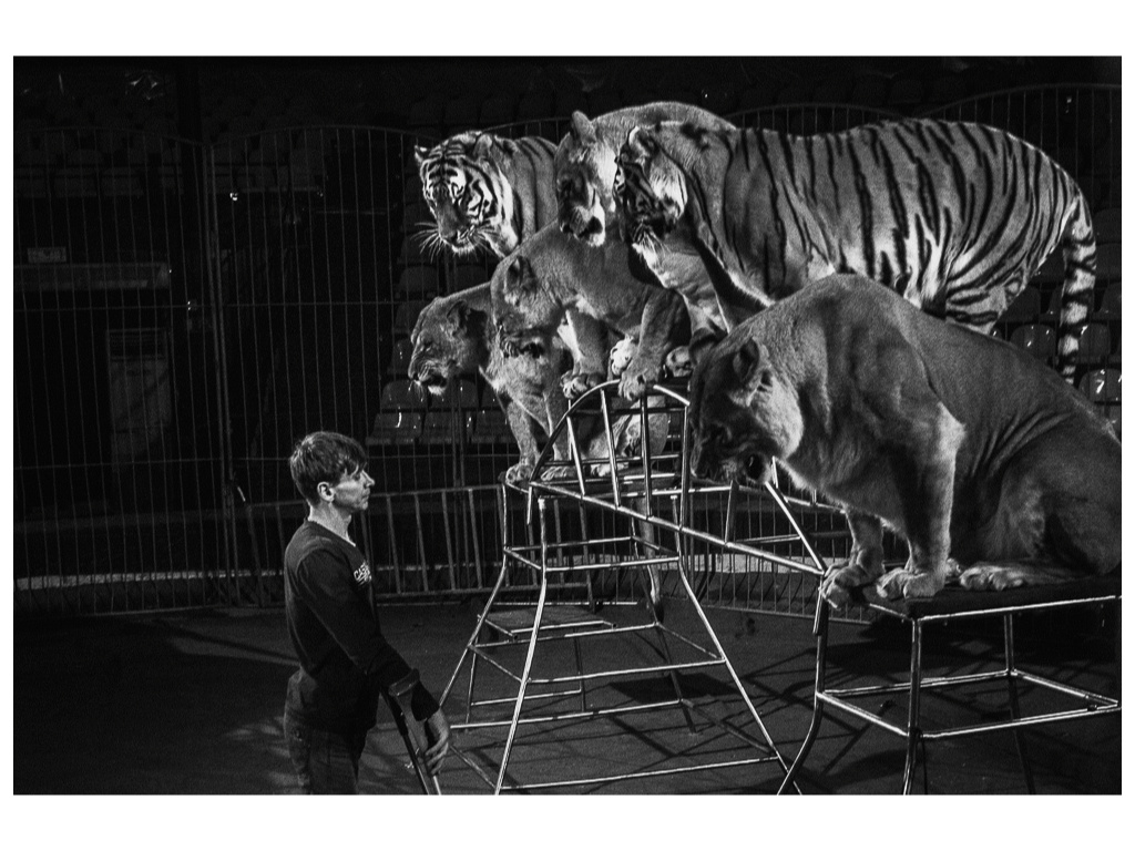 Cage. Misha Domozhilov photographer