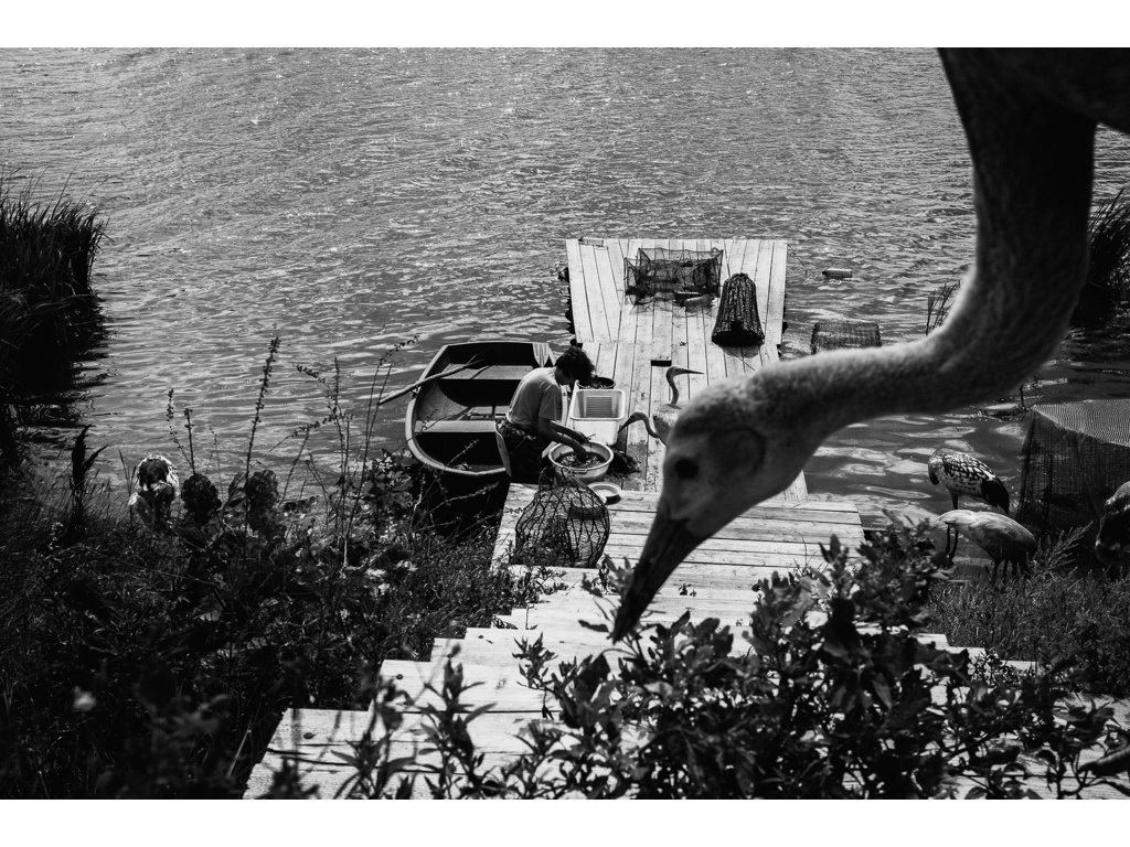 Bird Story. Misha Domozhilov photographer