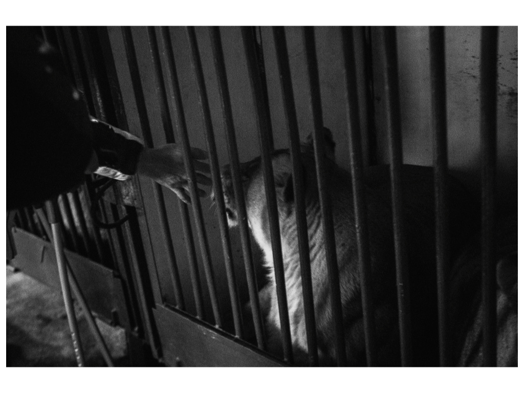 Cage. Misha Domozhilov photographer