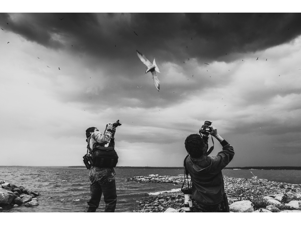 Bird Story. Misha Domozhilov photographer
