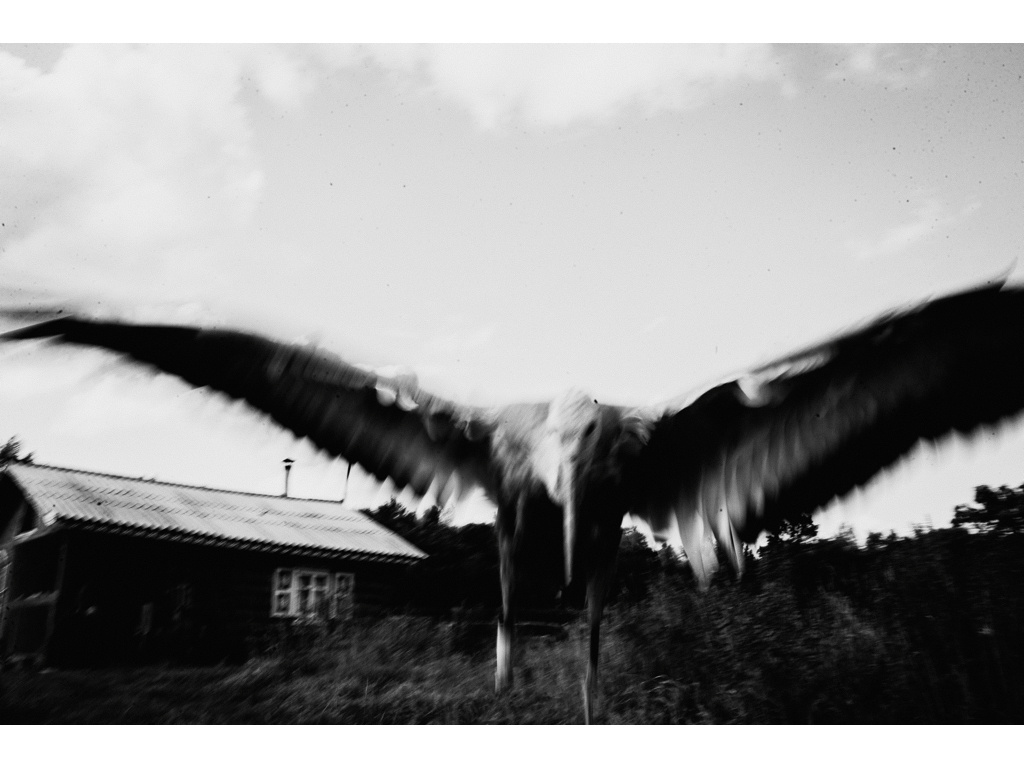 Bird Story. Misha Domozhilov photographer