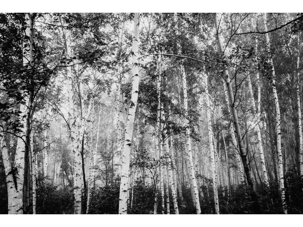 Bird Story. Misha Domozhilov photographer