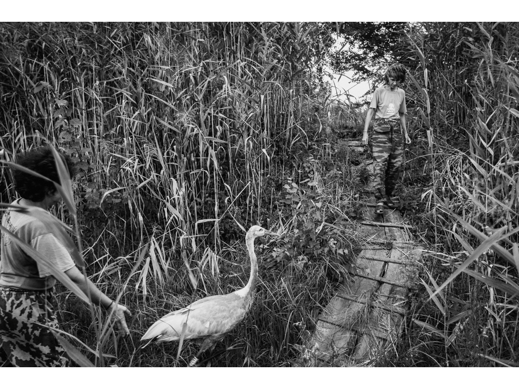 Bird Story. Misha Domozhilov photographer