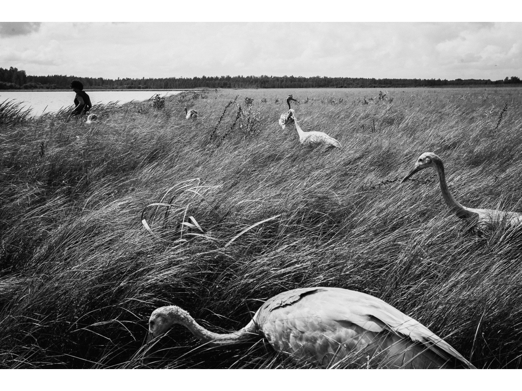 Bird Story. Misha Domozhilov photographer