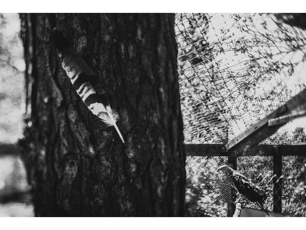 Bird Story. Misha Domozhilov photographer