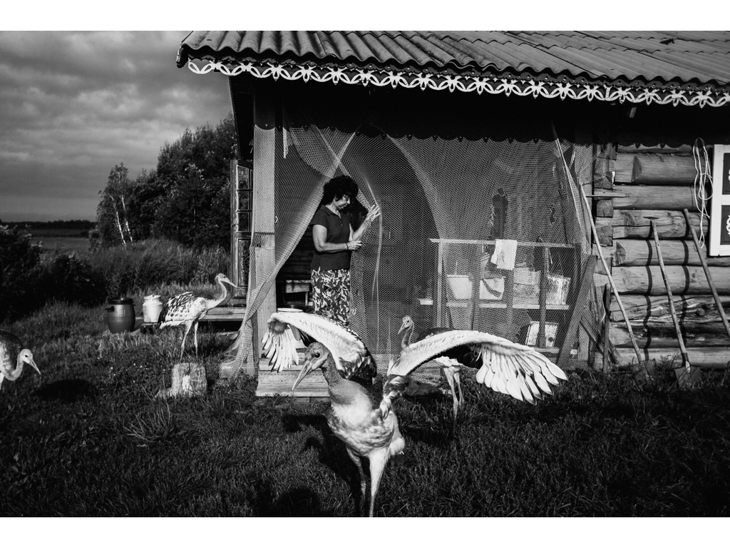 Bird Story. Misha Domozhilov photographer