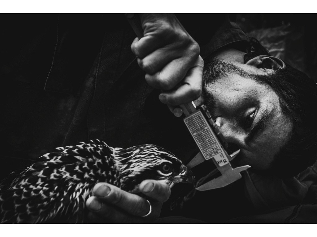 Bird Story. Misha Domozhilov photographer