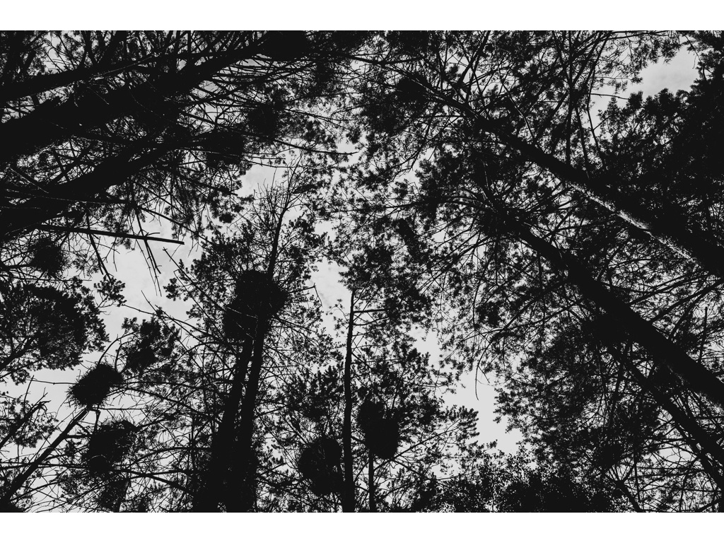 Bird Story. Misha Domozhilov photographer