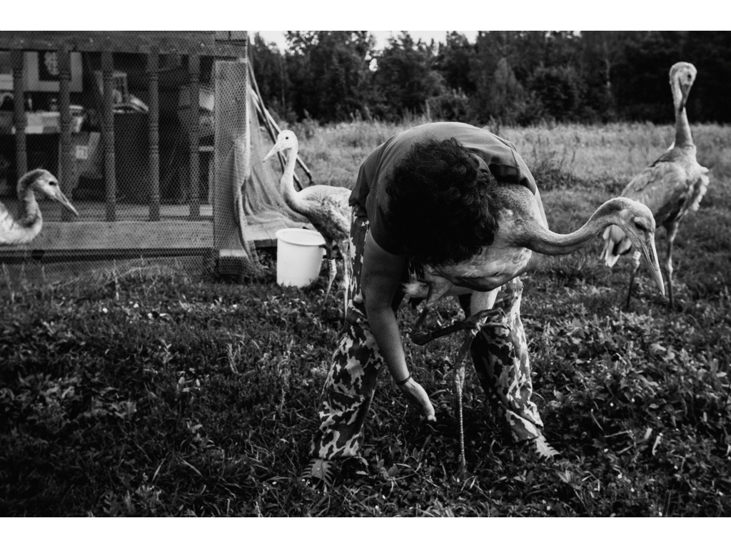 Bird Story. Misha Domozhilov photographer