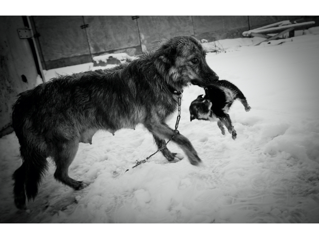 Ark. Misha Domozhilov photographer