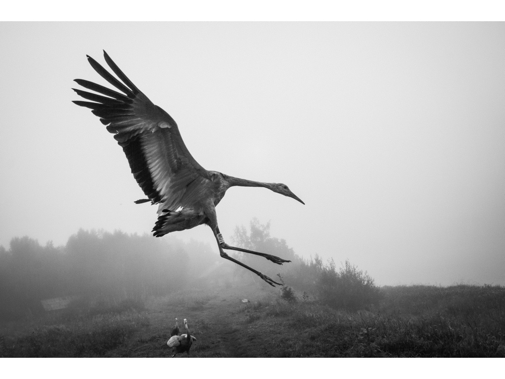Bird Story. Misha Domozhilov photographer