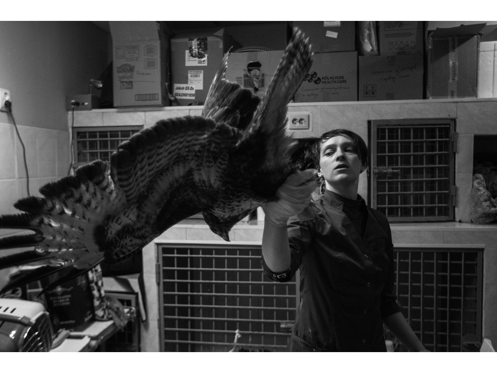 Bird Story. Misha Domozhilov photographer