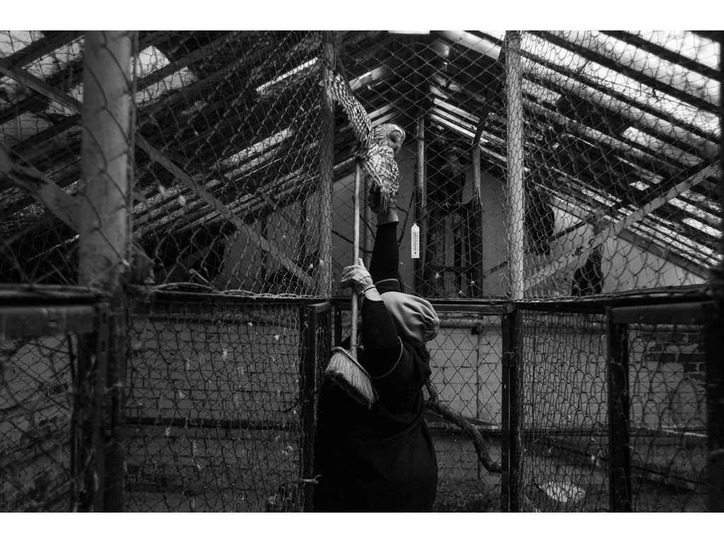 Bird Story. Misha Domozhilov photographer