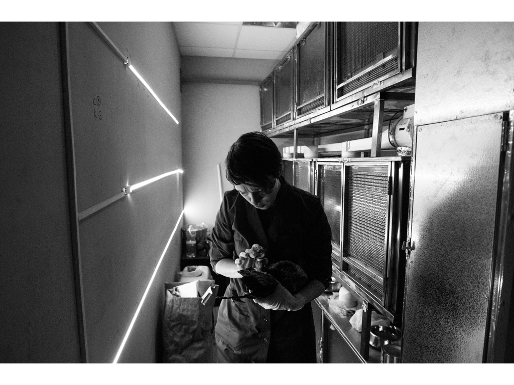 Bird Story. Misha Domozhilov photographer