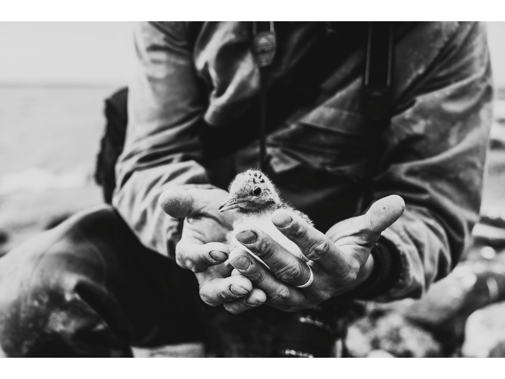 Bird Story. Misha Domozhilov photographer