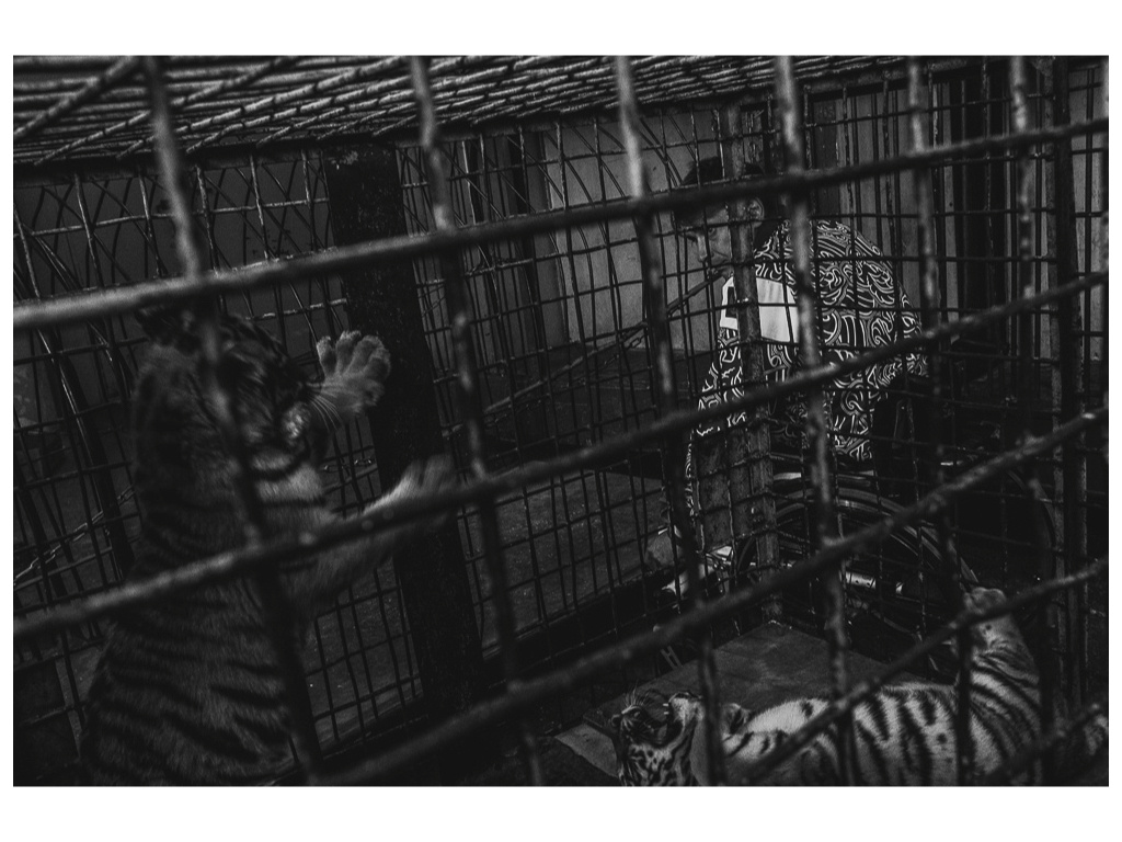 Cage. Misha Domozhilov photographer