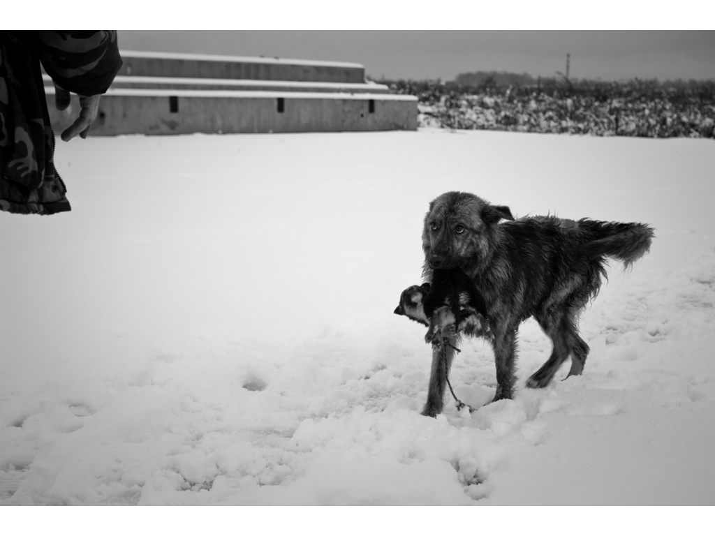 Ark. Misha Domozhilov photographer