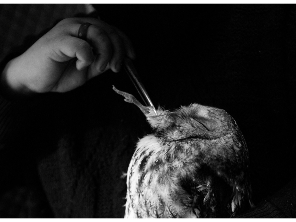 Bird Story. Misha Domozhilov photographer