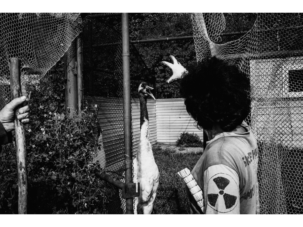 Bird Story. Misha Domozhilov photographer