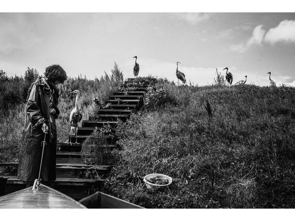 Bird Story. Misha Domozhilov photographer