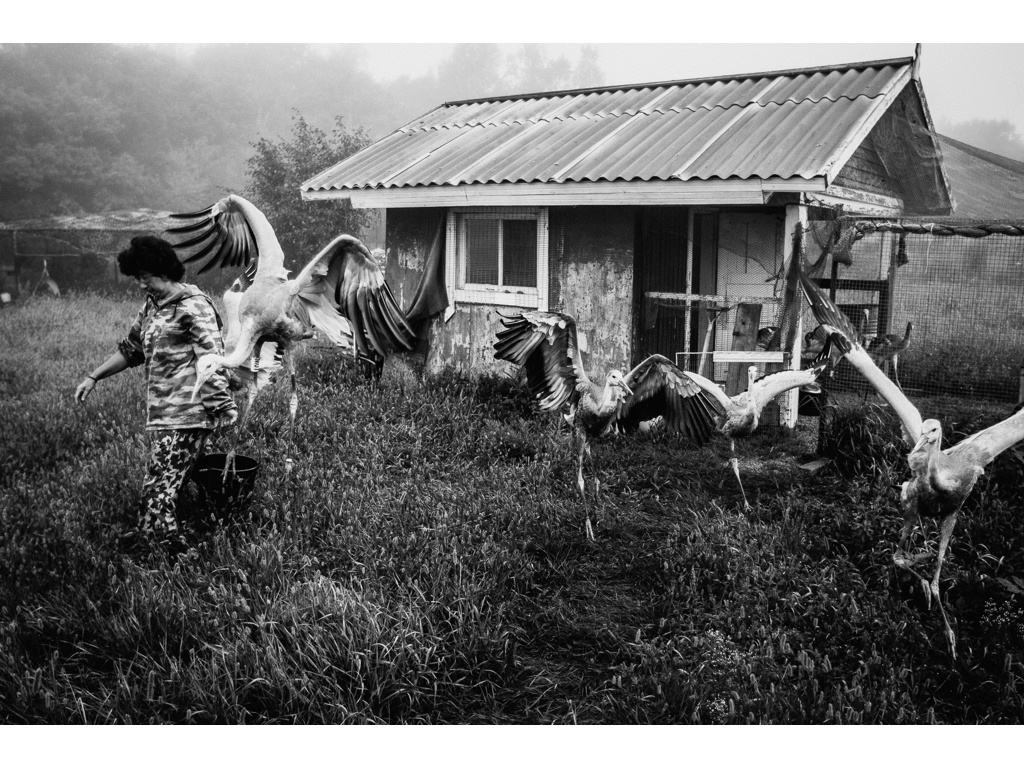 Bird Story. Misha Domozhilov photographer