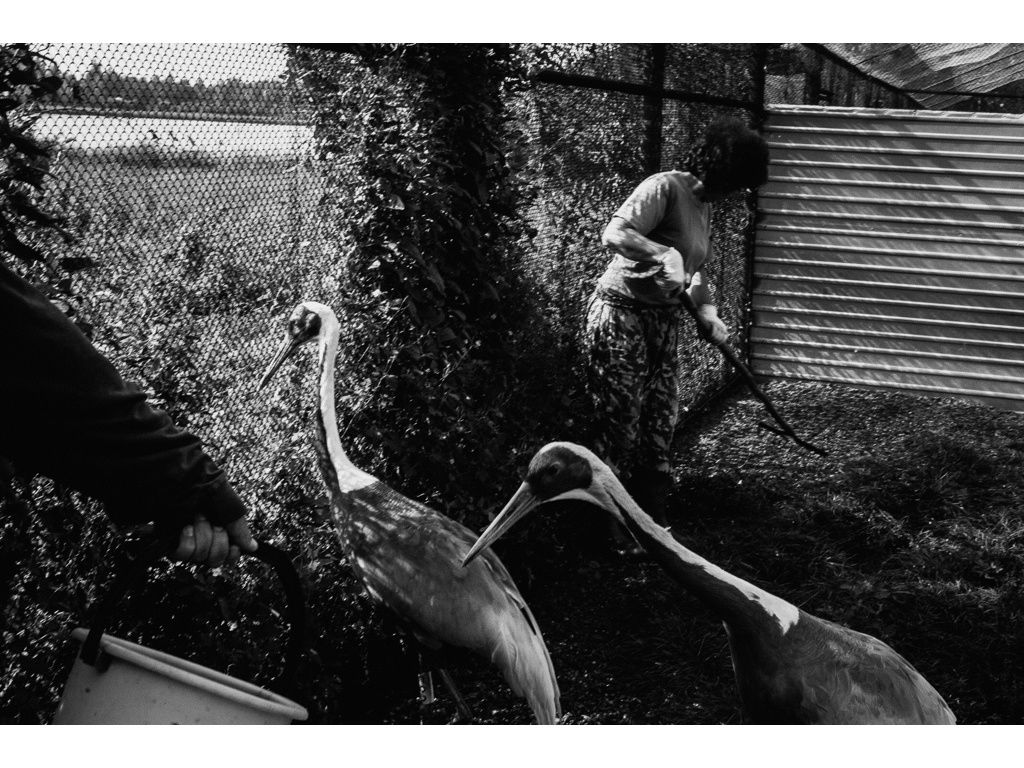 Bird Story. Misha Domozhilov photographer