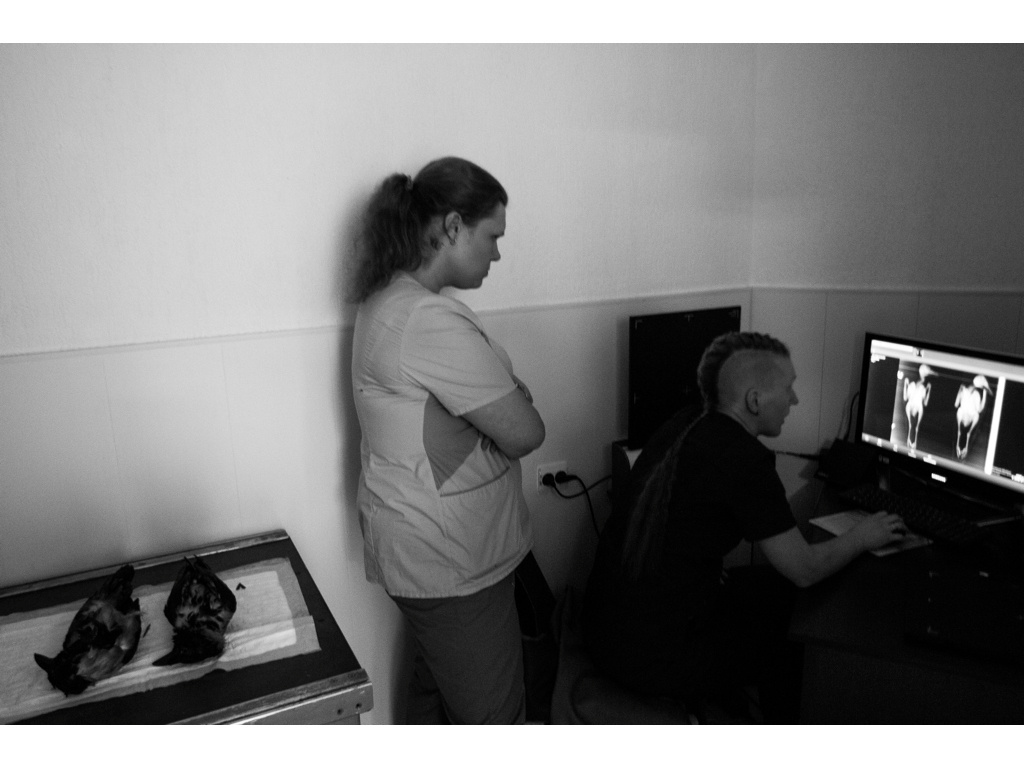 Bird Story. Misha Domozhilov photographer