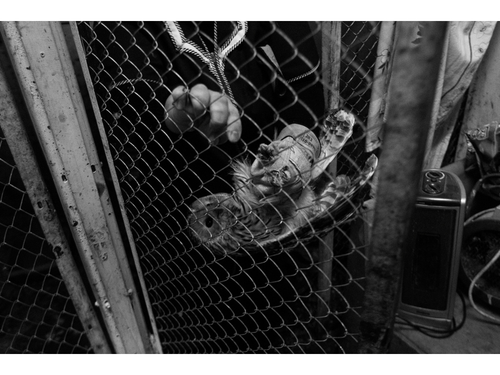 Bird Story. Misha Domozhilov photographer