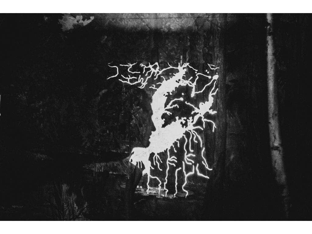 Bird Story. Misha Domozhilov photographer