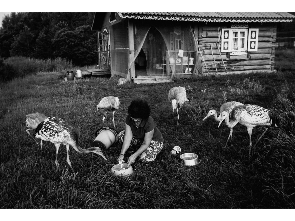 Bird Story. Misha Domozhilov photographer