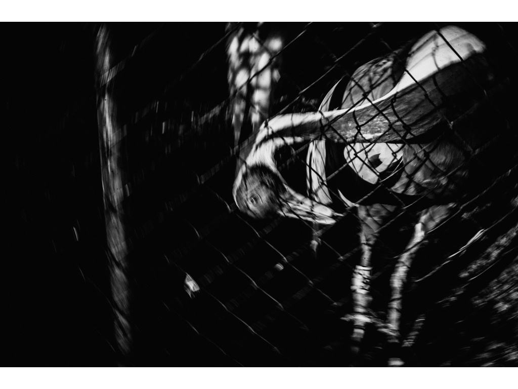 Bird Story. Misha Domozhilov photographer