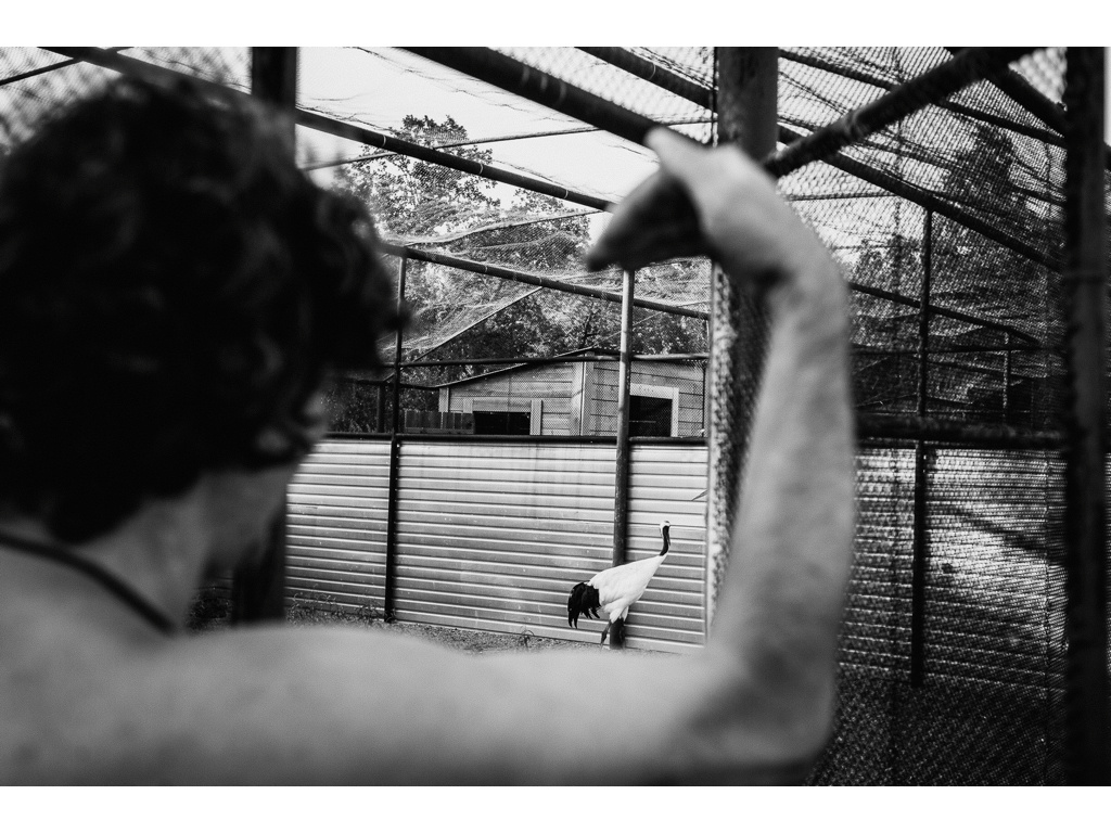 Bird Story. Misha Domozhilov photographer