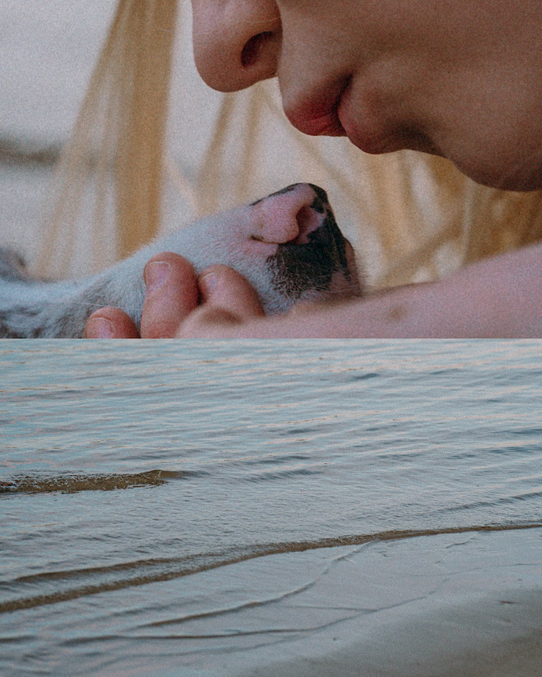 Света, Катрин и Умка. Фотограф анималист в Москве и Санкт-Петербурге Свиридова Анна