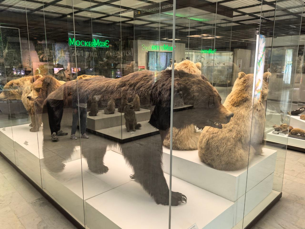 Дарвиновский музей г. Москва экологические приключения. АНО «Центра социальных проектов «Путь в большой мир»