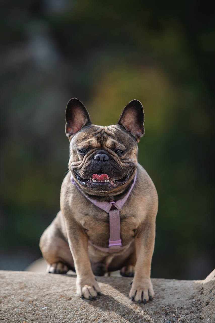 Фото Прогулки. Семейный фотограф анималист г. Находка