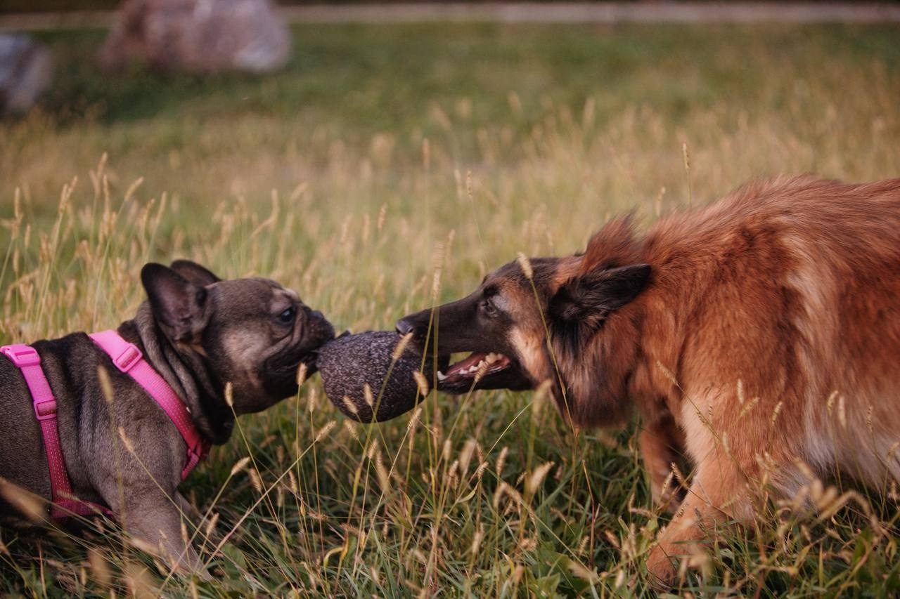 Фото Прогулки. Семейный фотограф анималист г. Находка