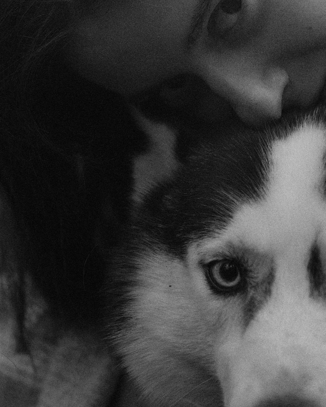 Наташа и Сириус. Фотограф анималист в Москве и Санкт-Петербурге Свиридова Анна