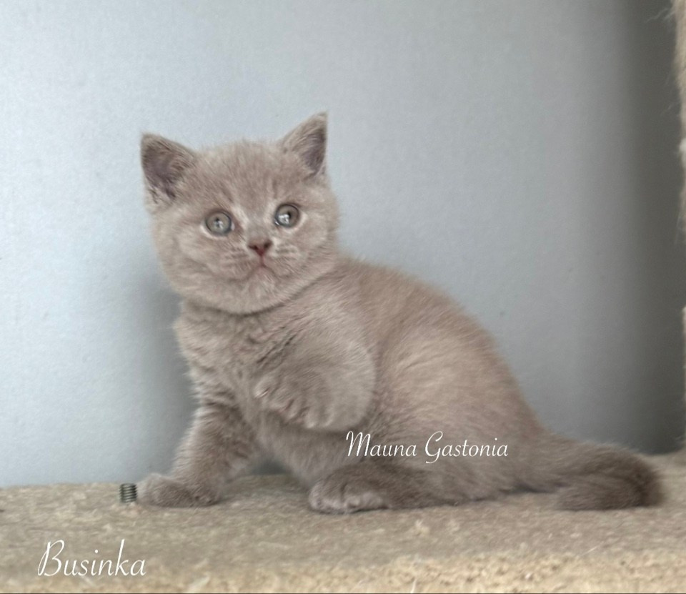 Businka. Mauna Gastonia