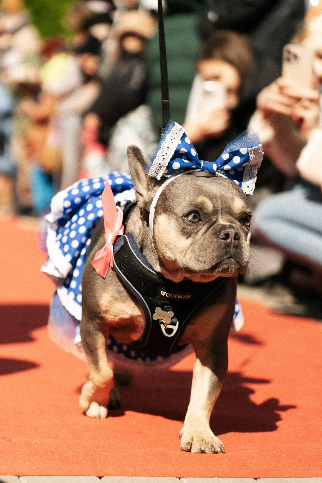 Парад Бульдогов. Axenov_eugene