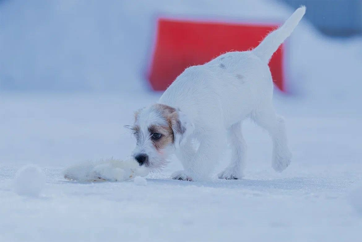 Сука 2. Lovely-Orange питомник джек рассел терьеров