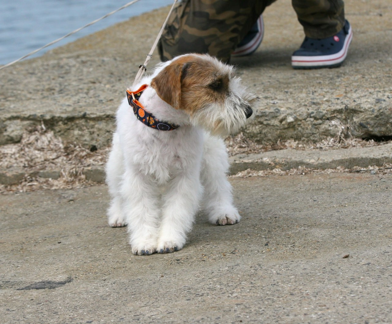 Lovely-Orange Coza Nostra. Lovely-Orange питомник джек рассел терьеров