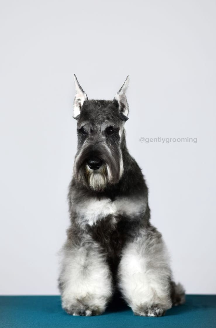 Армина/ Delinso Balance May-Armina. Питомник цвергшнауцеров в Беларуси «Делинсо Бэлэнс»