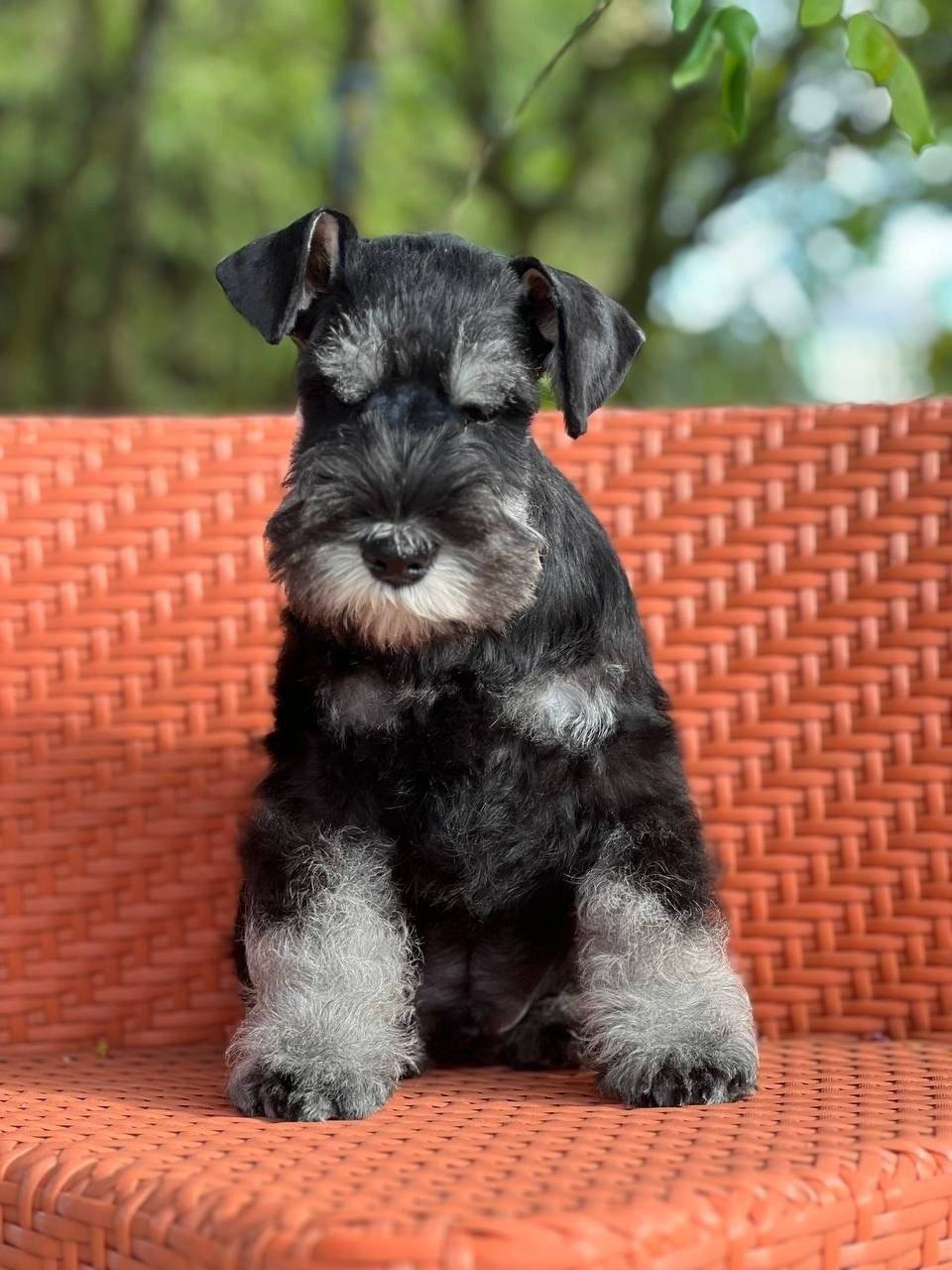 Litter — «SH» 25.02.2025. Питомник цвергшнауцеров в Беларуси «Делинсо Бэлэнс»