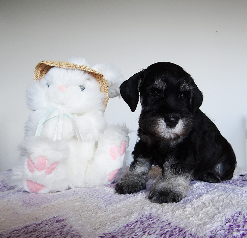 Дукат/Asson Ari Viko Etual. Питомник цвергшнауцеров в Беларуси «Делинсо Бэлэнс»