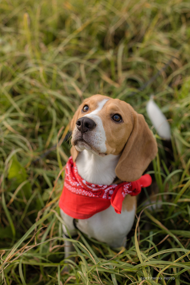 Фотосессия love story. Профессиональный фотограф в Подольске Елена Локтионова