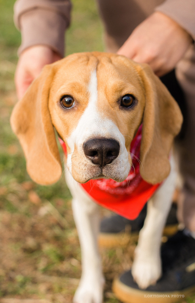 Фотосессия love story. Профессиональный фотограф в Подольске Елена Локтионова