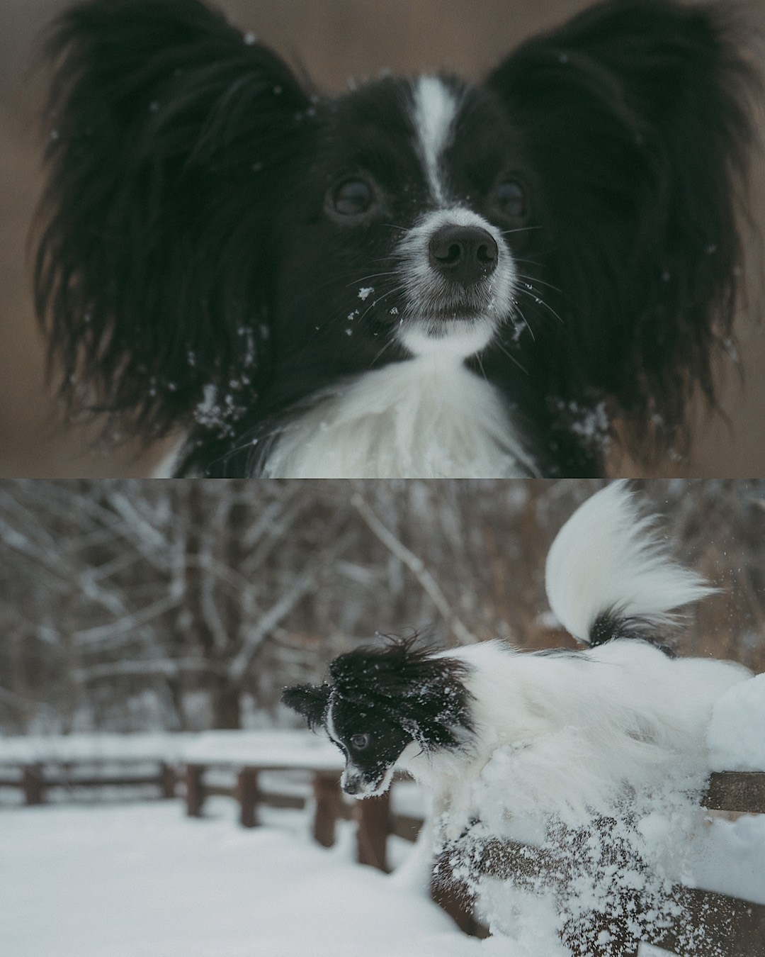 Альбина и Амелия. Фотограф анималист в Москве и Санкт-Петербурге Свиридова Анна