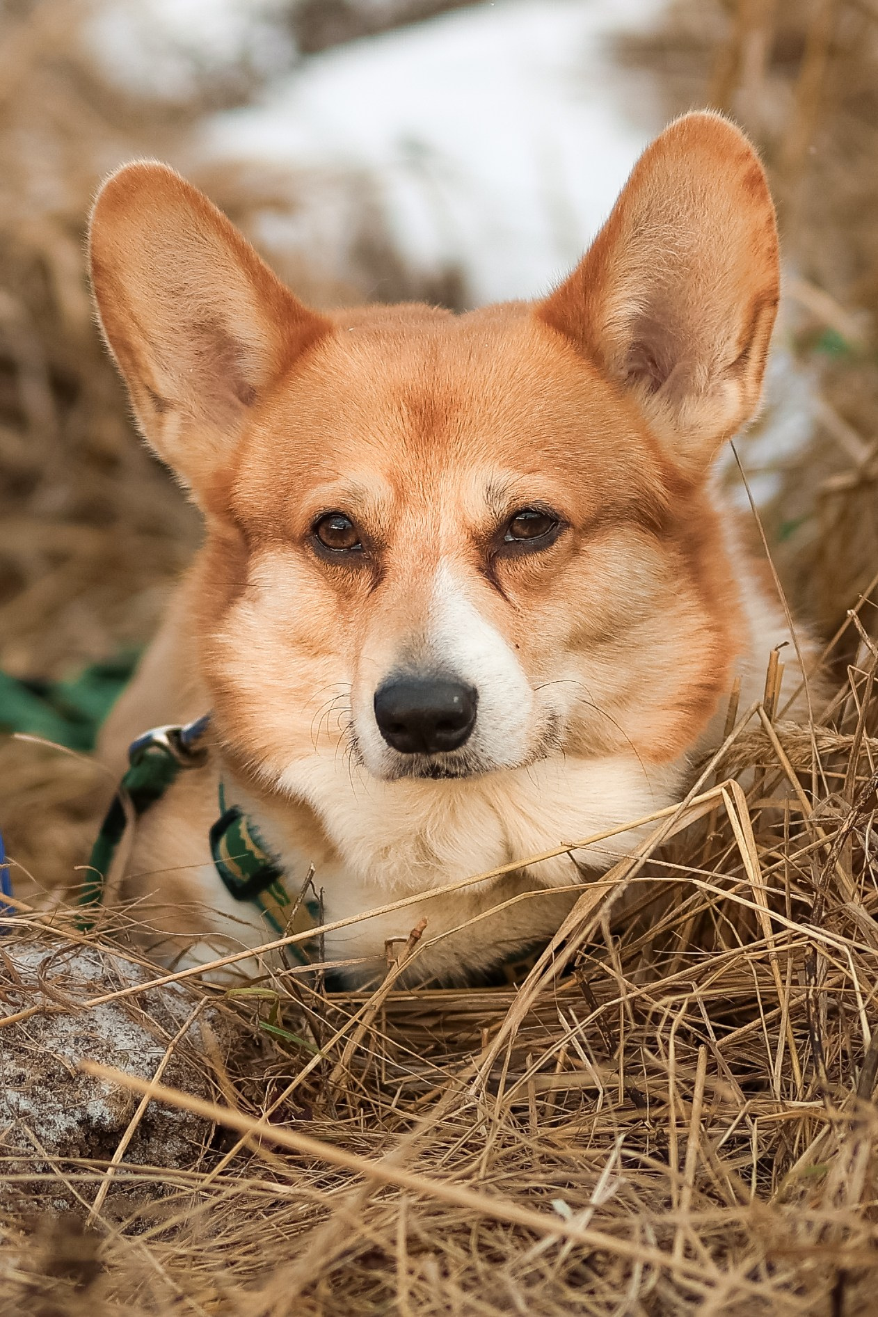 Трой, Балу и Катя. Фотограф-анималист в Москве Кириллова Татьяна